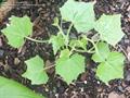 Mouse melon